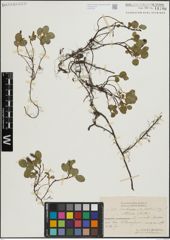 Foto von Salix herbacea L. x Salix polaris Wahlenb.